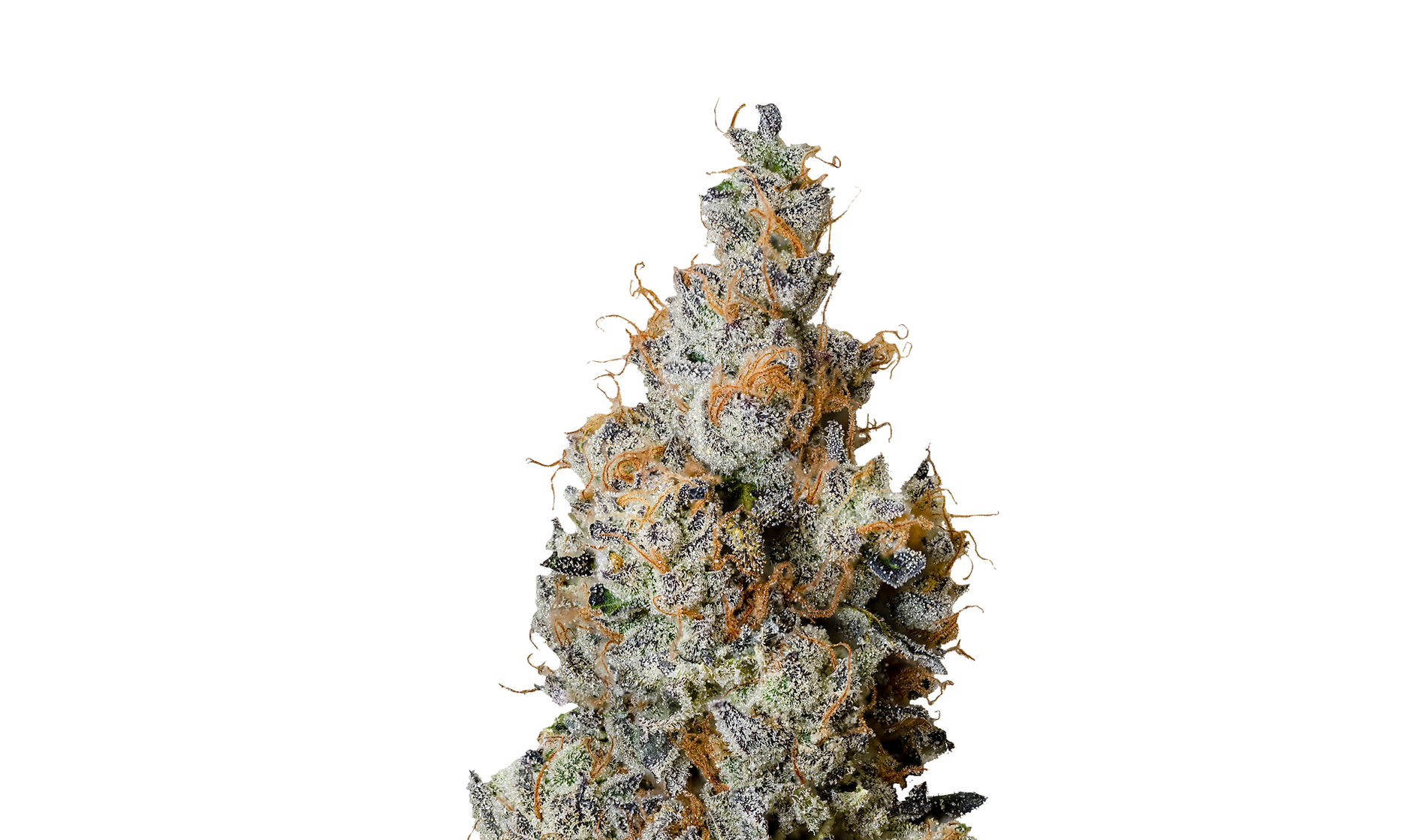 TRIPLE BURGER 3.5g Dried Flower