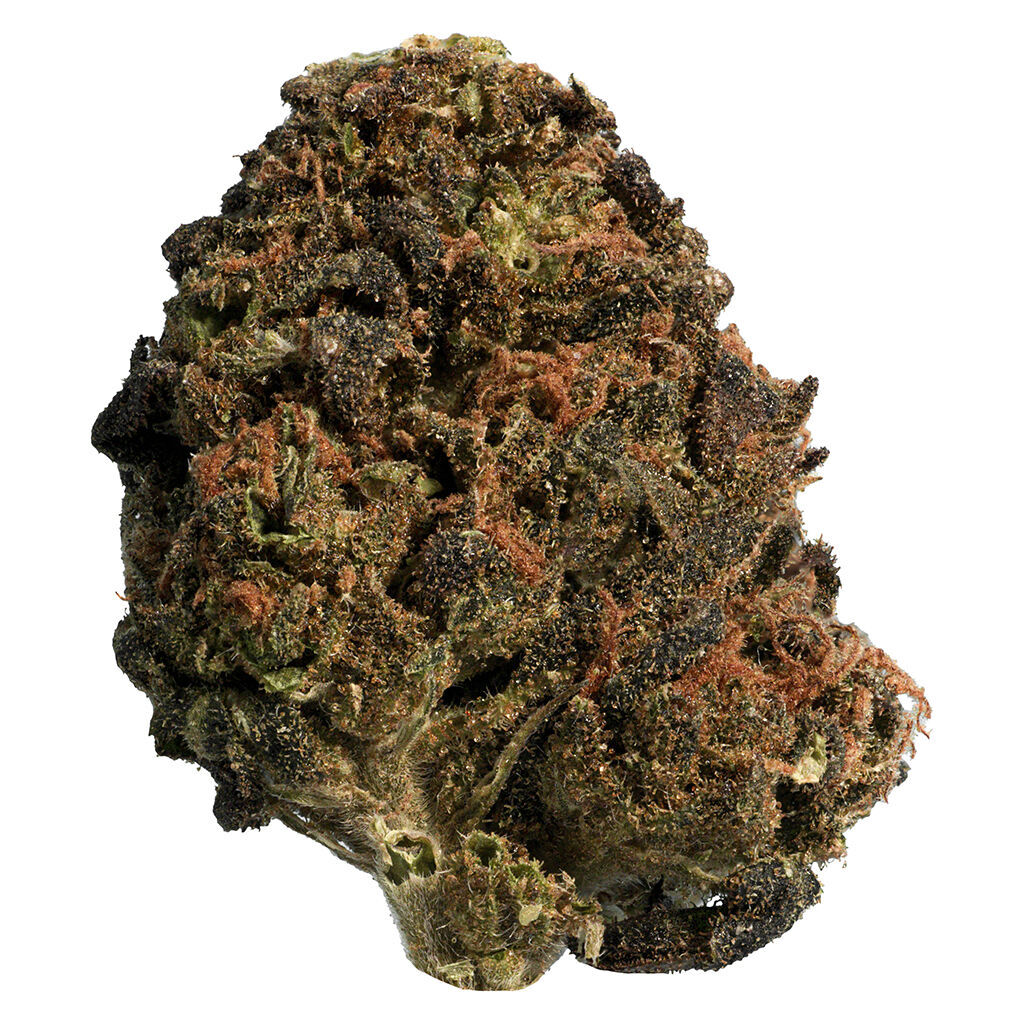 Big Steal - BC Organic Sun Grown Mango Sapphire Hybrid