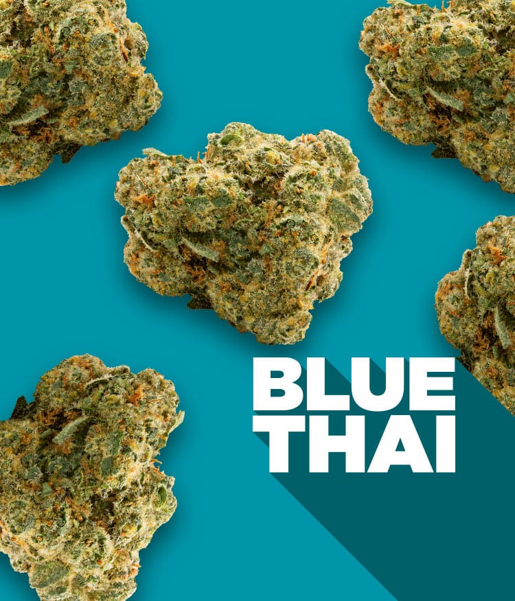Spinach - Blue Thai
