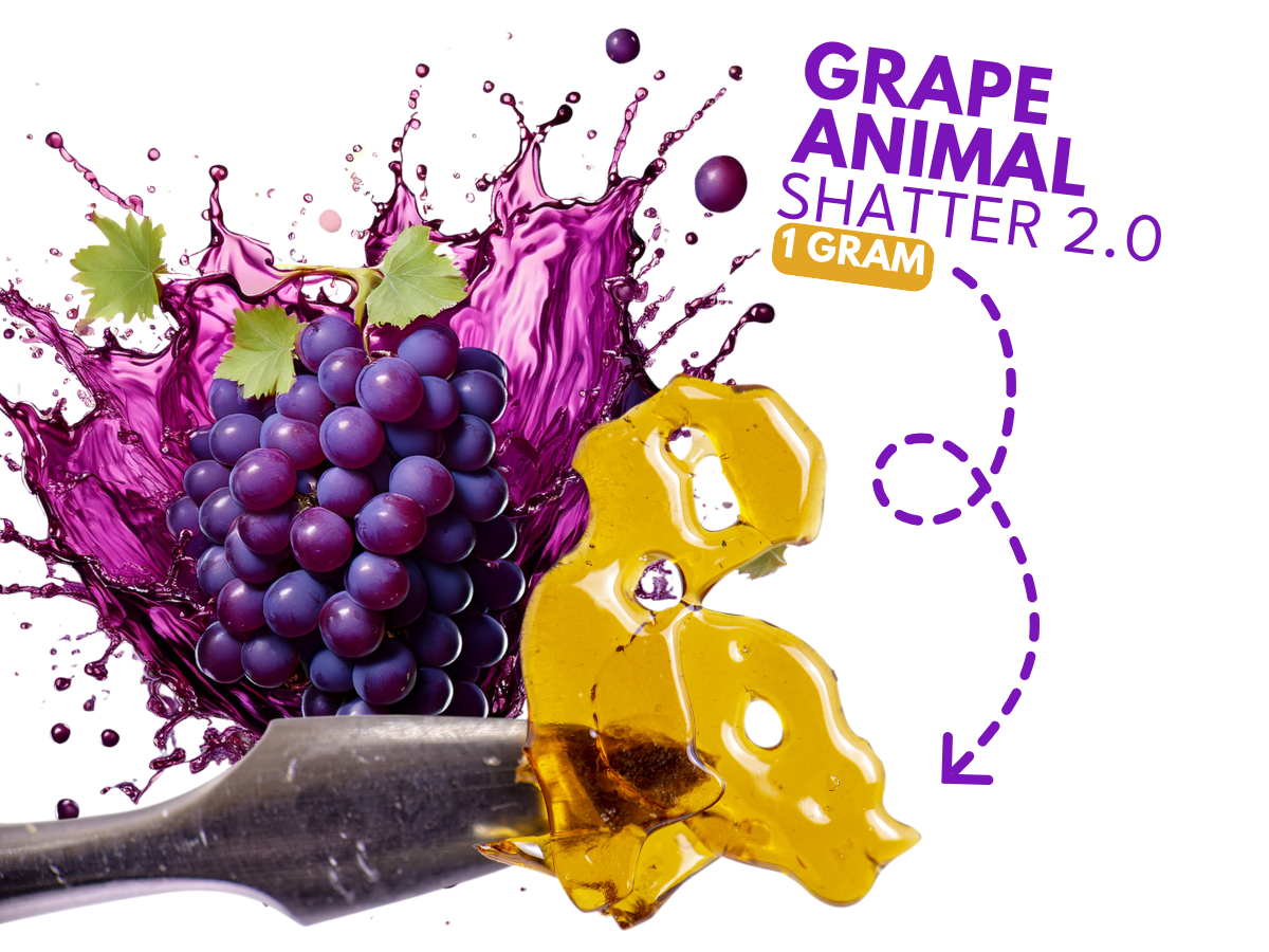 Dab Bods Grape Animal 2.0 1g Shatter
